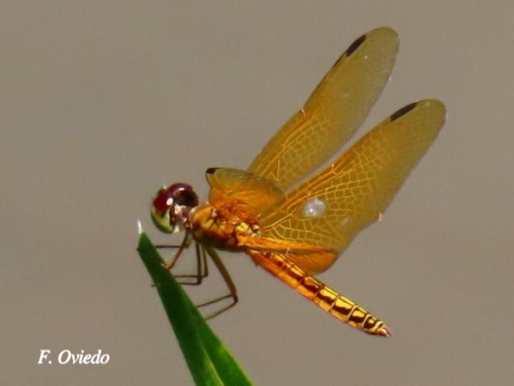 Perithemis tenera (Ambarina del este)