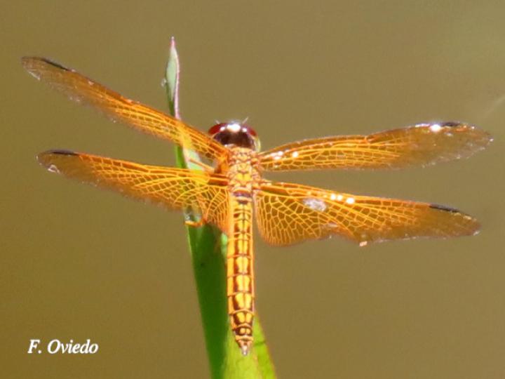 Perithemis tenera (Ambarina del este)