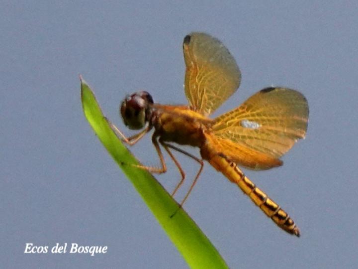 Perithemis tenera (Ambarina del este)