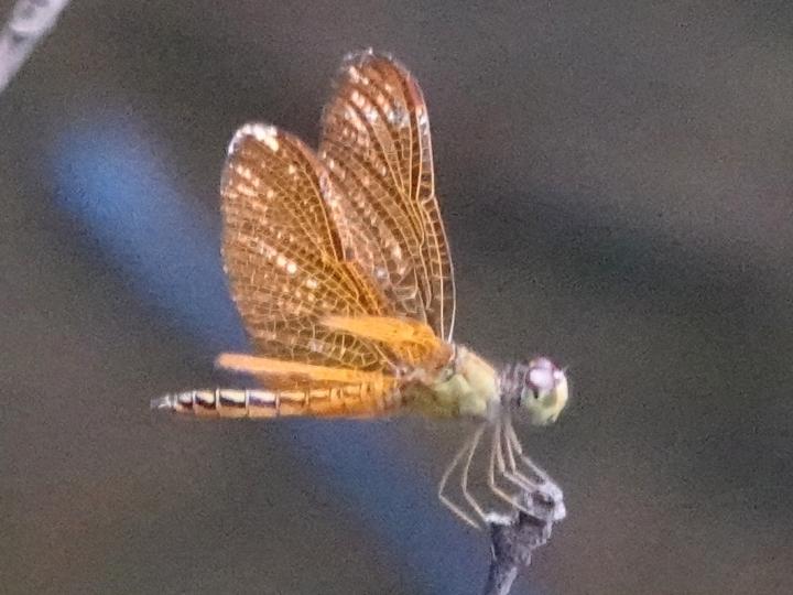 Perithemis tenera (Ambarina del este)