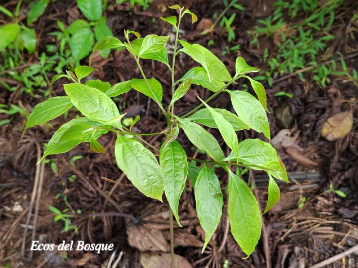 Persea americana (Aguacate)