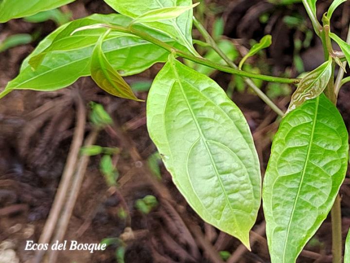 Persea americana (Aguacate)