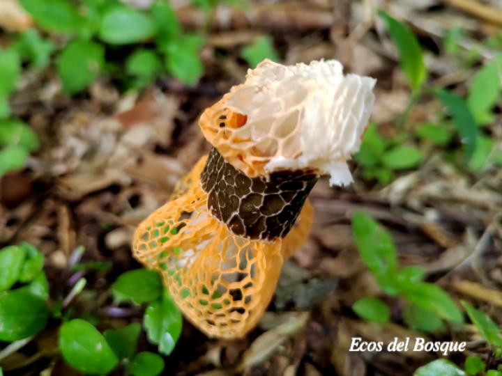 Phallus indusiatus (Hongo velo de novia)