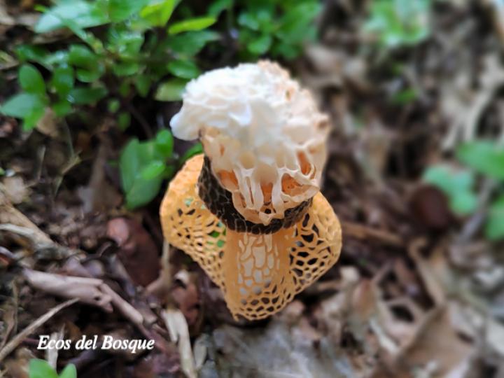 Phallus indusiatus (Hongo velo de novia)