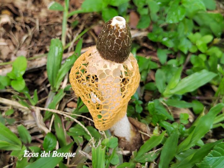 Phallus indusiatus (Hongo velo de novia)