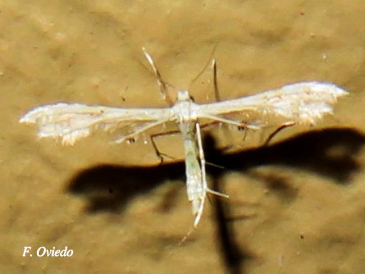 Polilla Pterophoridae (Polilla de pluma)
