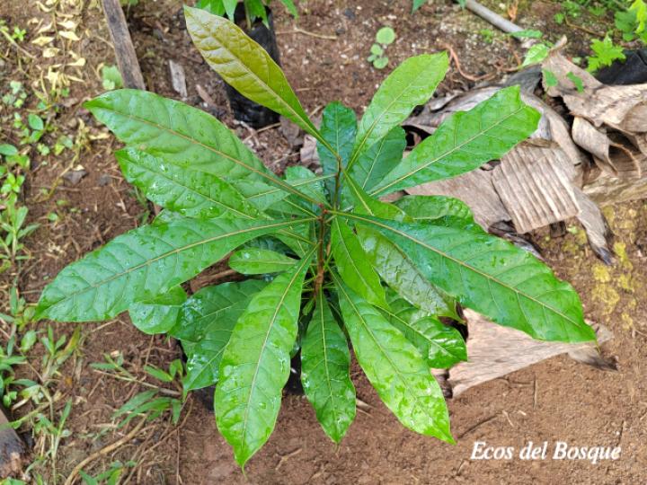 Quassia amara (Hombre grande)