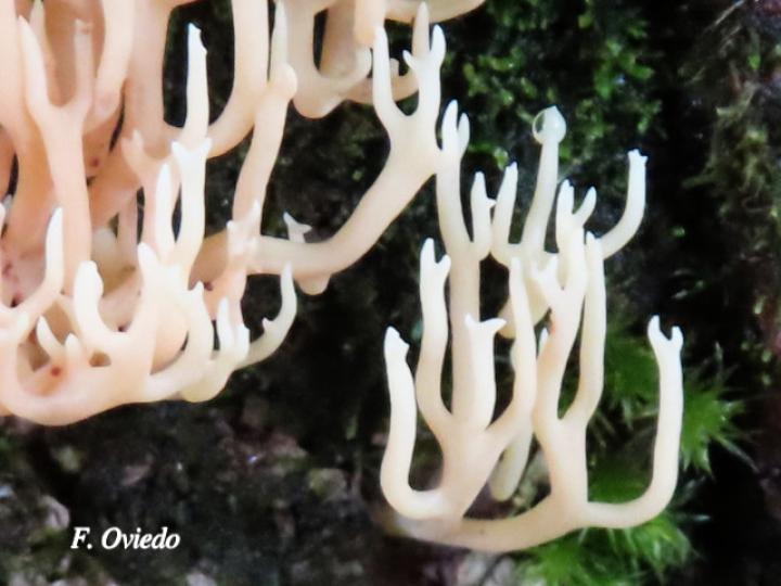 Ramariopsis kunzei (Hongo coral blanco)