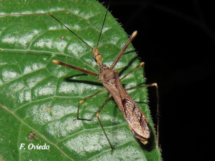 Ricolla pallidinervis (Chinche asesina)