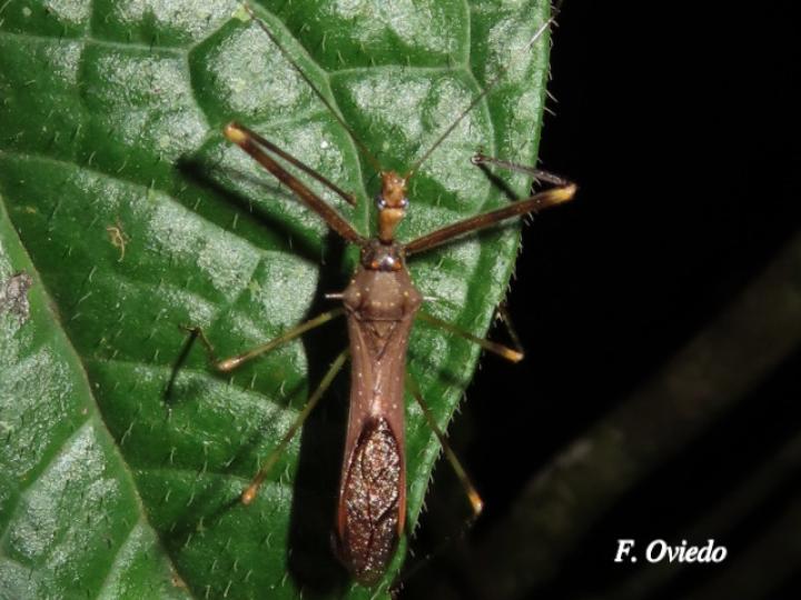 Ricolla pallidinervis (Chinche asesina)