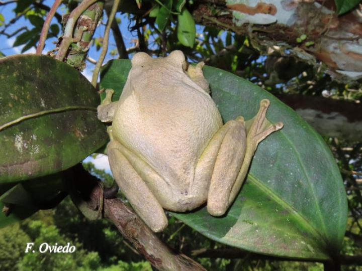 Smilisca baudinii (Rana arborícola mexicana)