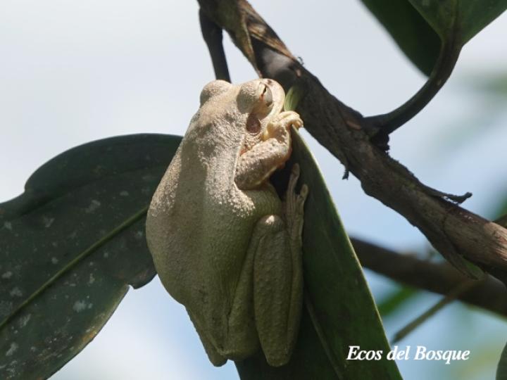 Smilisca baudinii (Rana arborícola mexicana)