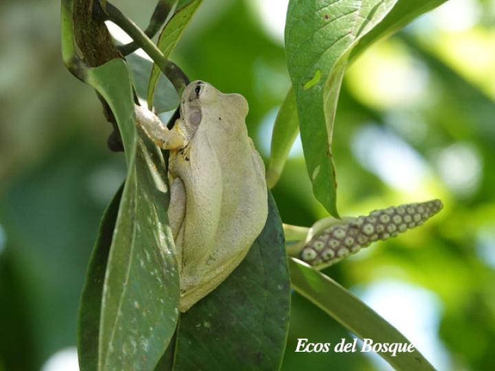 Smilisca baudinii (Rana arborícola mexicana)