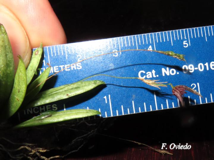 Specklinia simmleriana