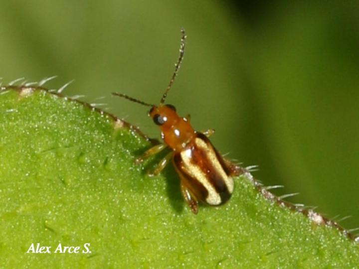 Systena s-littera