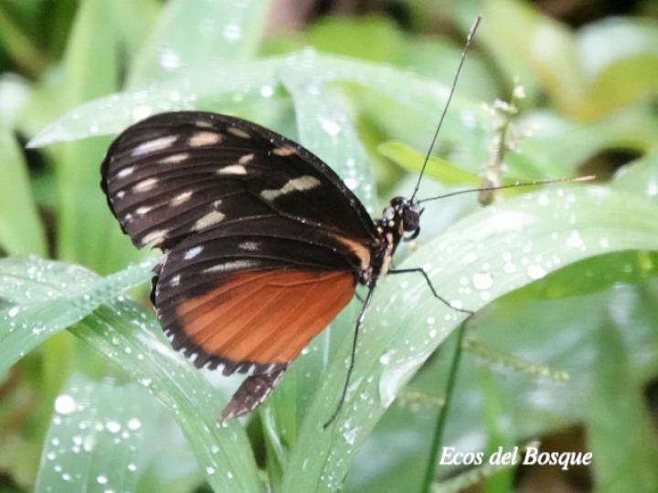 Tithorea tarricina pinthias