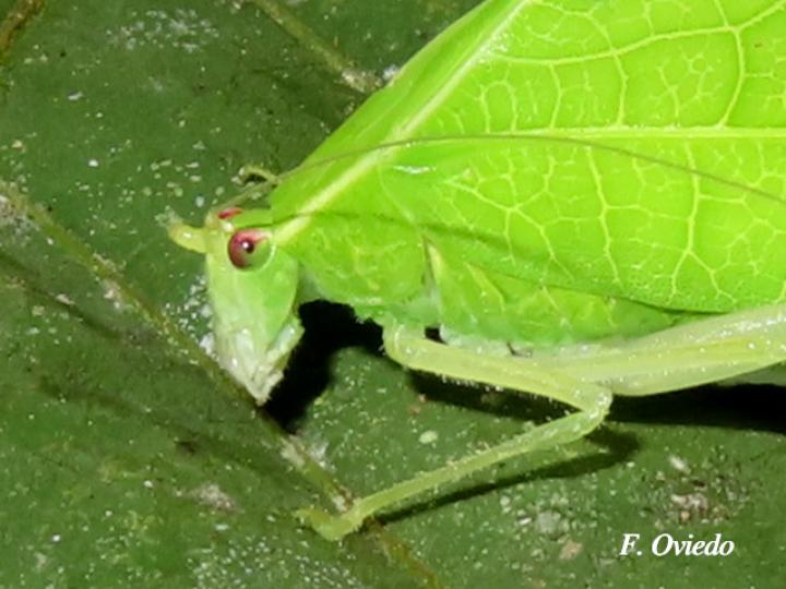 Viadana brunneri (Esperanza)