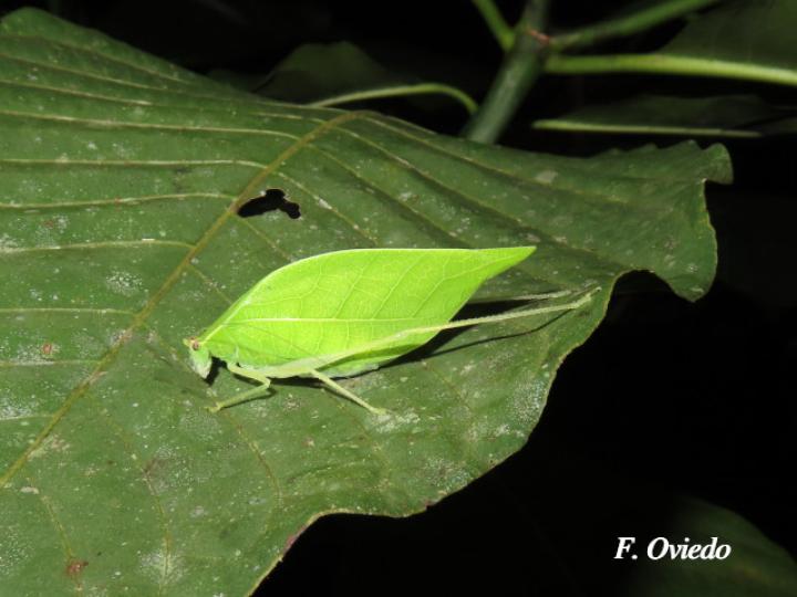 Viadana brunneri (Esperanza)