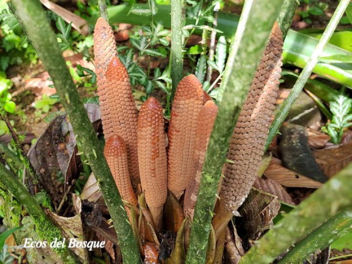 Zamia neurophyllidia