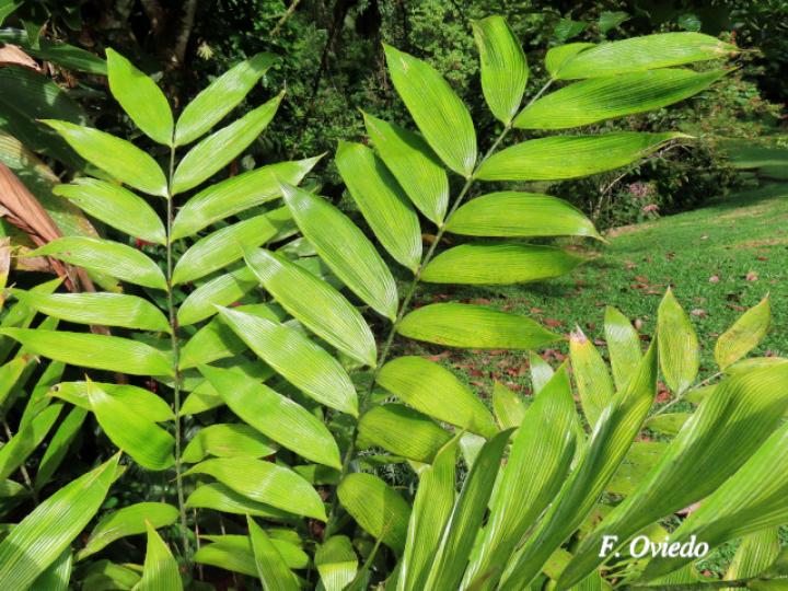 Zamia neurophyllidia