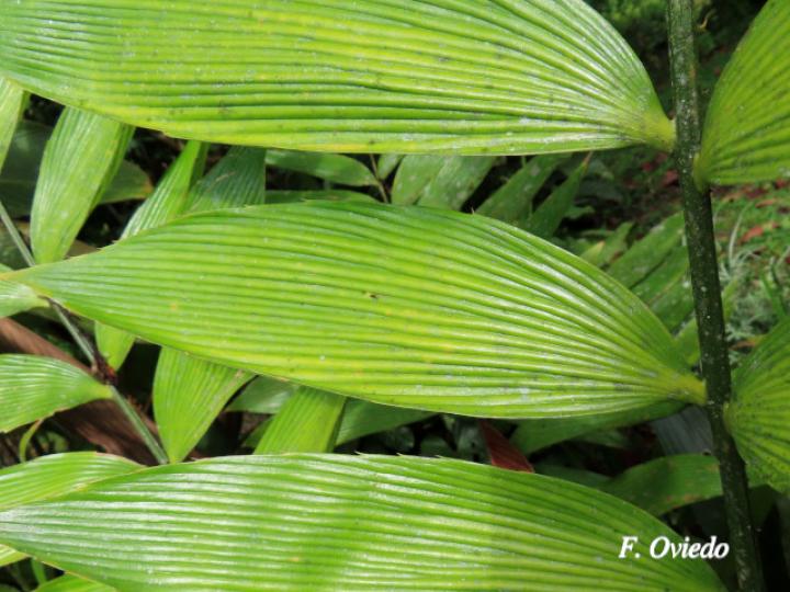 Zamia neurophyllidia