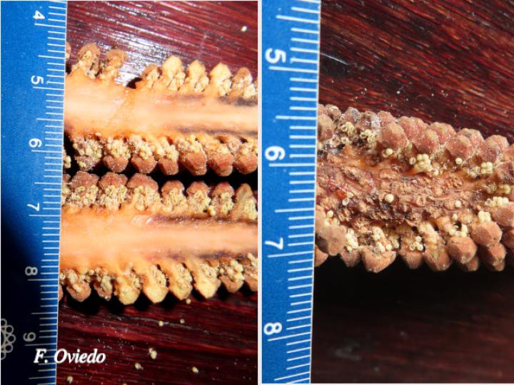 Zamia neurophyllidia