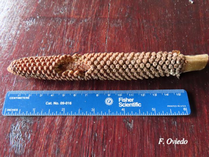 Zamia neurophyllidia