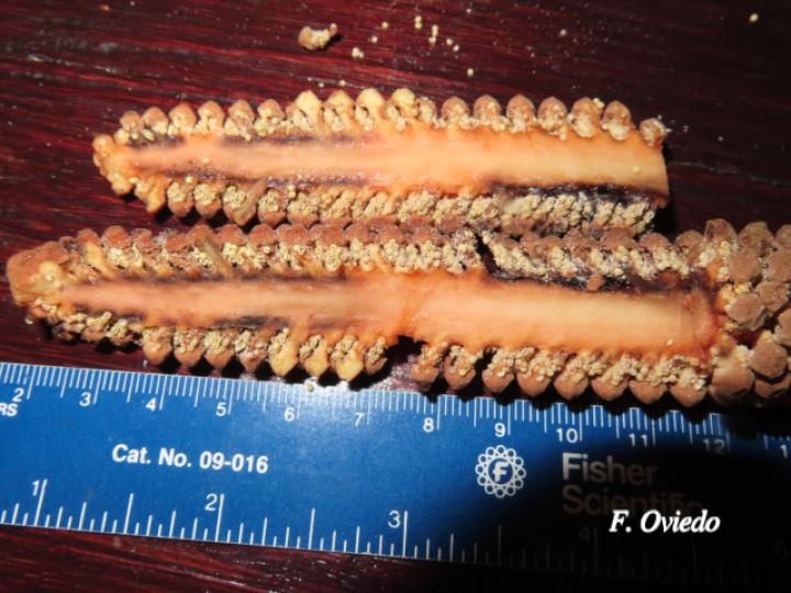 Zamia neurophyllidia