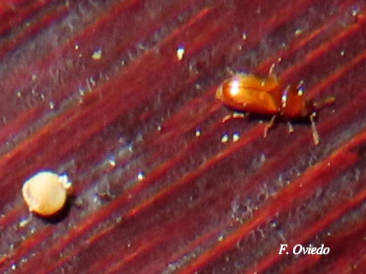 Zamia neurophyllidia