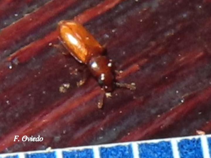 Zamia neurophyllidia