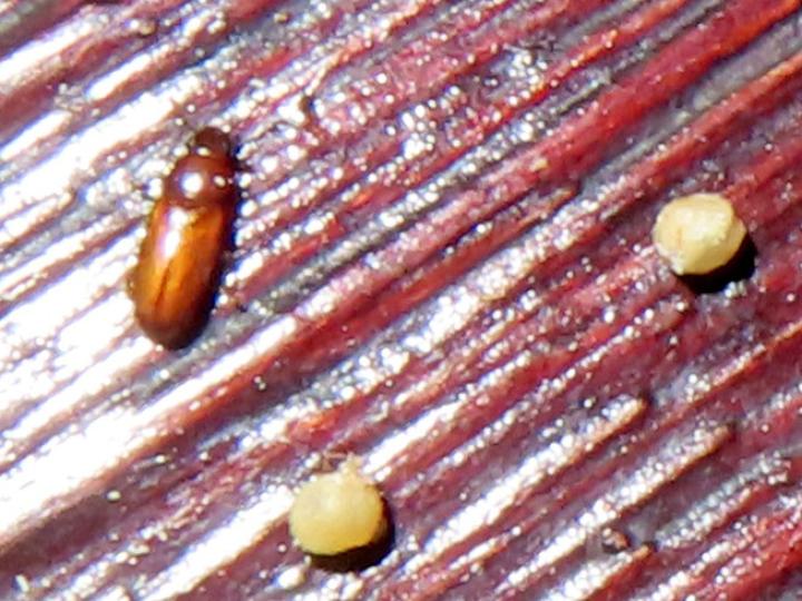 Zamia neurophyllidia