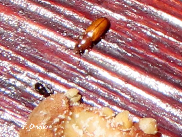 Zamia neurophyllidia