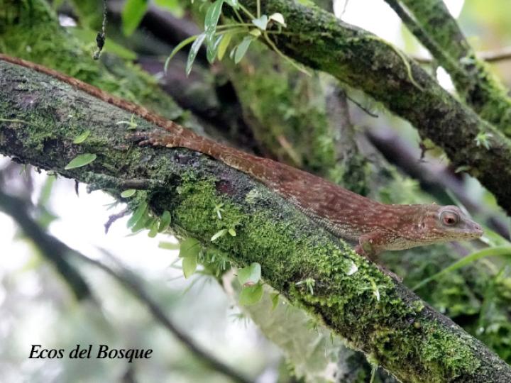 Anolis biporcatus (Abaniquillo verde) Anolis biporcatus (Abaniquillo verde)