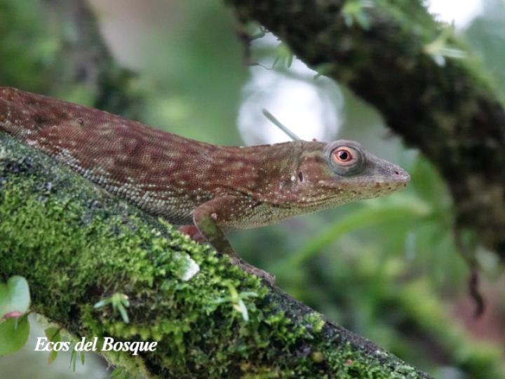 Anolis biporcatus (Abaniquillo verde) Anolis biporcatus (Abaniquillo verde)