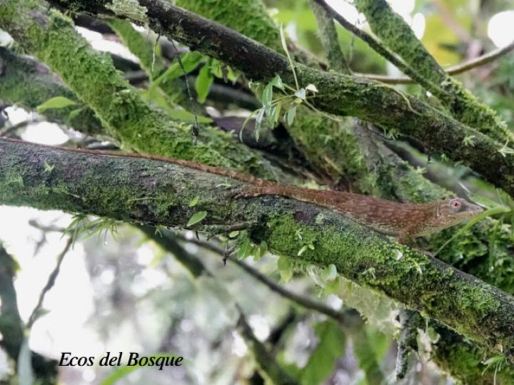 Anolis biporcatus (Abaniquillo verde) Anolis biporcatus (Abaniquillo verde)