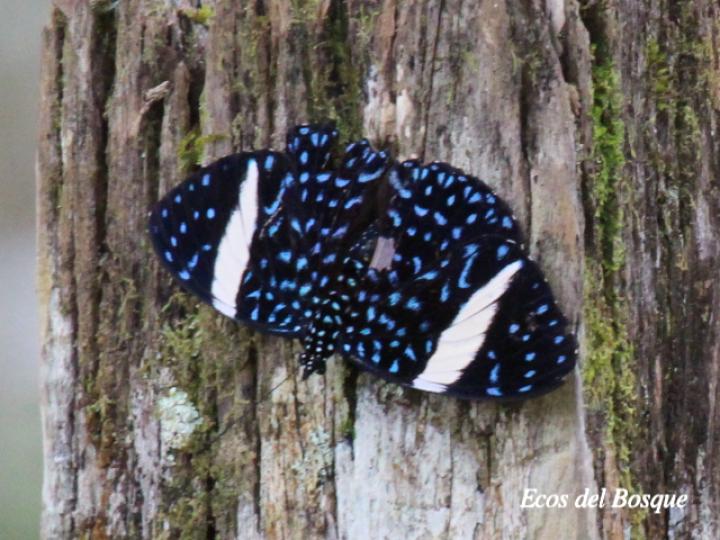 Hamadryas Laodamia Saurites (Noche estrellada)