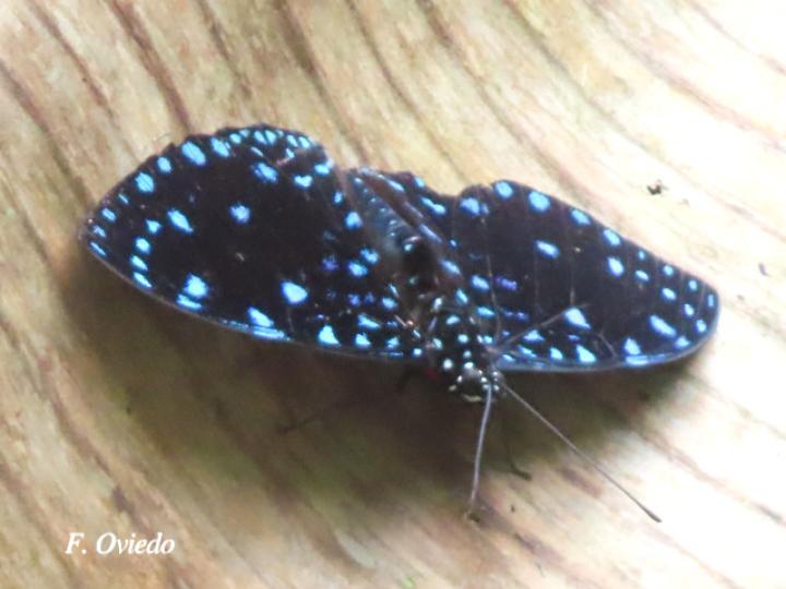 Hamadryas Laodamia Saurites (Noche estrellada)