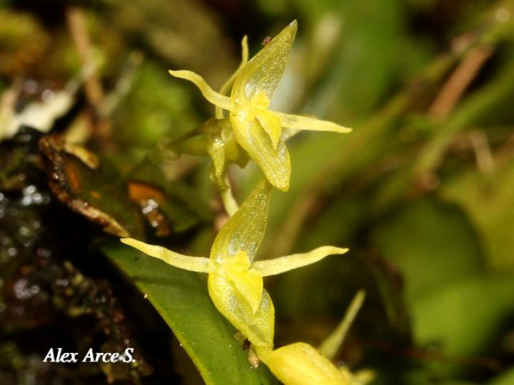 Pleurothallis priunosa