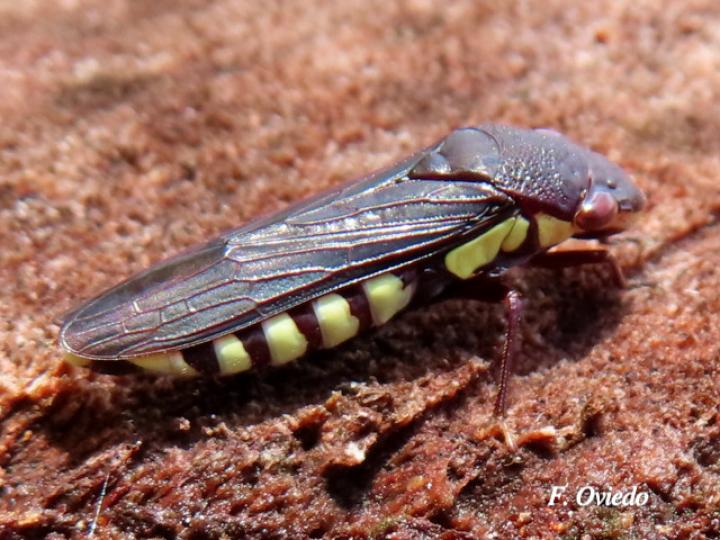 Pseudophera contraria