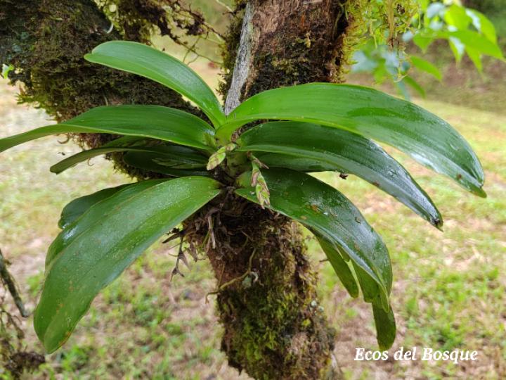 Rodriguezia compacta