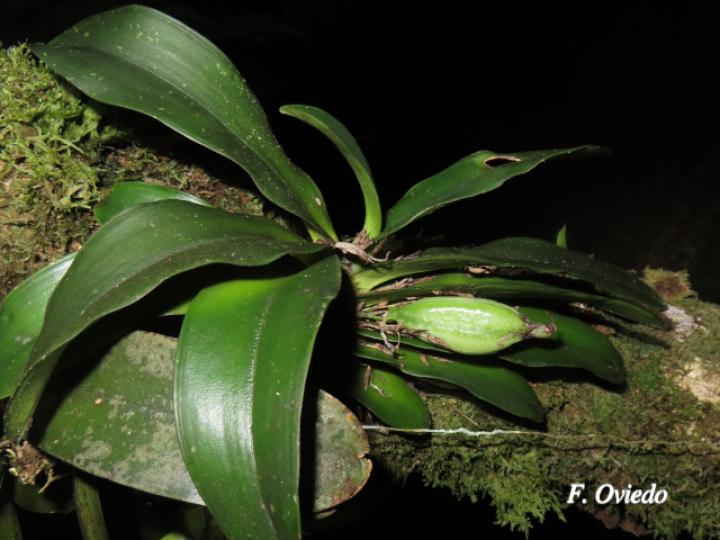 Rodriguezia compacta