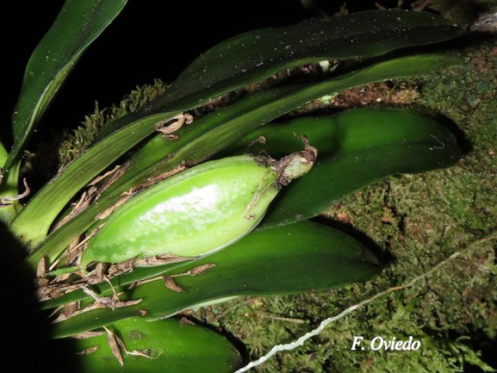 Rodriguezia compacta