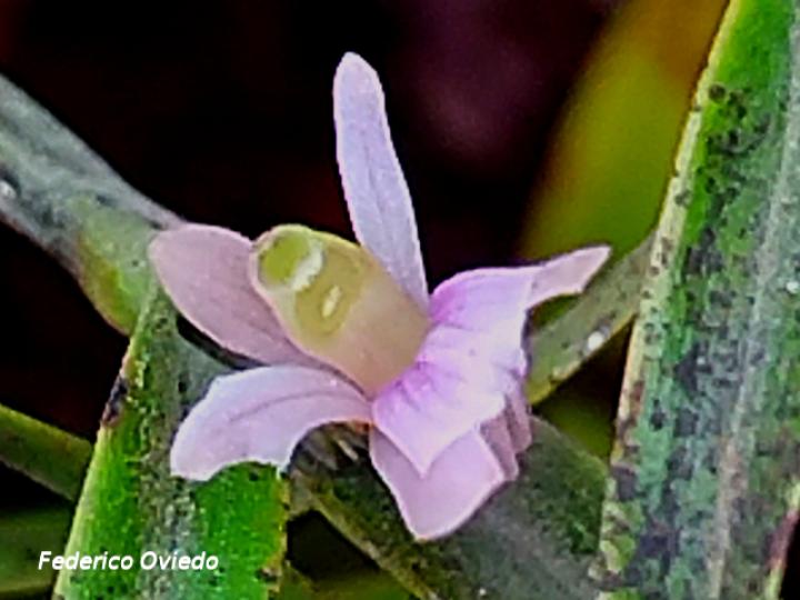 Scaphyglottis prolifera