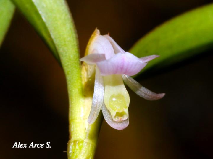 Scaphyglottis prolifera