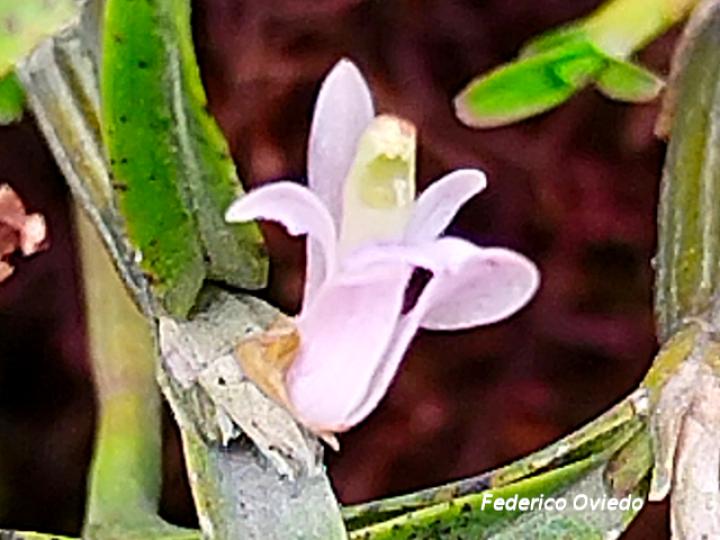 Scaphyglottis prolifera