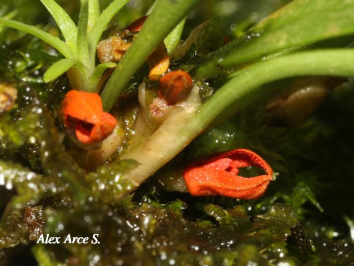 Specklinia tribuloides (Manitas de cangrejo)