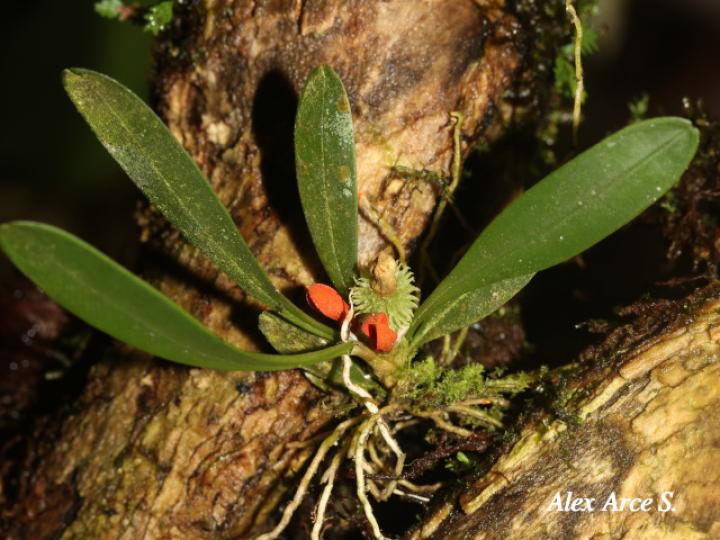 Specklinia tribuloides (Manitas de cangrejo)