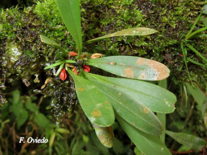 Specklinia tribuloides (Manitas de cangrejo)