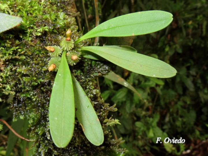 Specklinia tribuloides (Manitas de cangrejo)