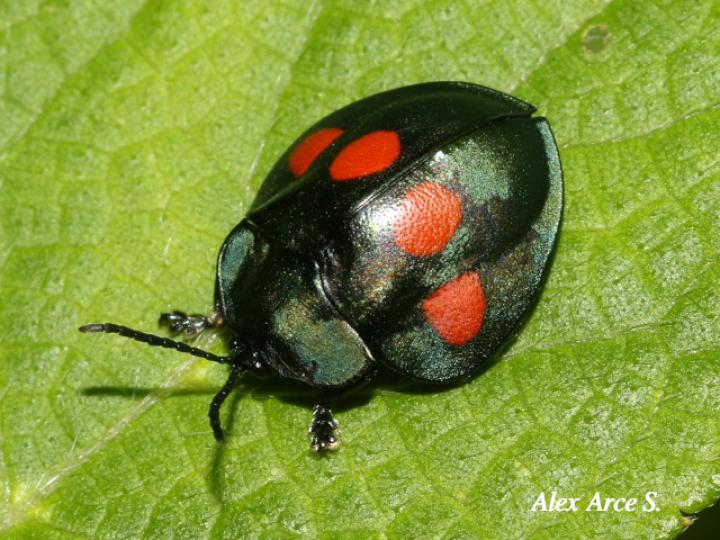 Stolas lebasii (Escarabajo tortuga)